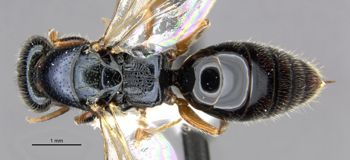 Media type: image;   Entomology 30940 Aspect: habitus dorsal view